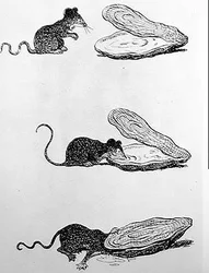 The Rat and the Oyster