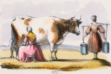 Milk