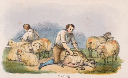 Shearing