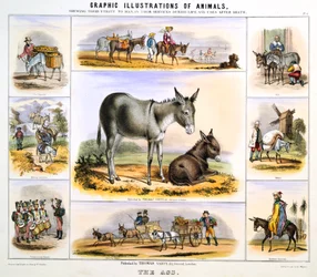 The Ass, c. 1850