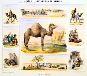 The Camel, c1850