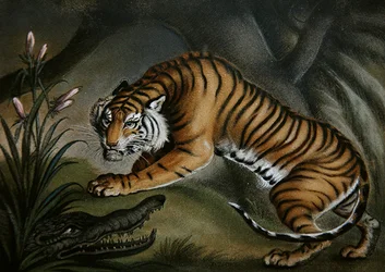 Tiger and Crocodile