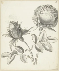 Two Roses