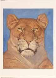 Head of a Lioness