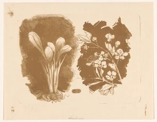 Crocuses and a Branch with Blossom