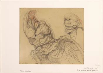 Two cockatoos, half-length