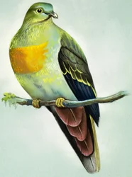 Large Green Pigeon