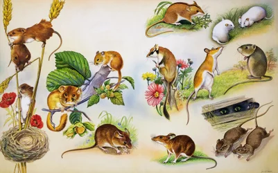 Mice