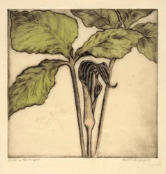 Jack in the Pulpit
