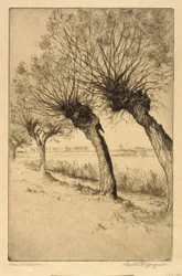 Pollard Willows, Rijsord, Holland