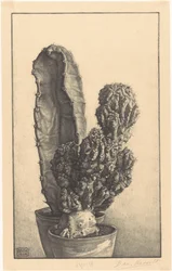 Cacti