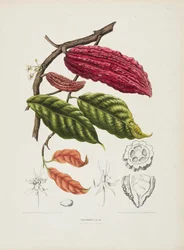 Theobroma, Cacao tree