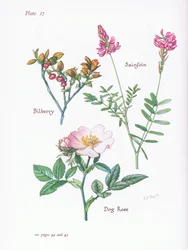 Bilberry or Blaeberry, Dog Rose, Sainfoin