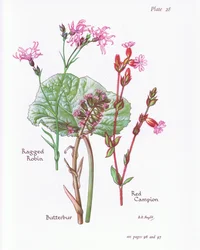 Butterbur, Ragged Robin, Red Campion