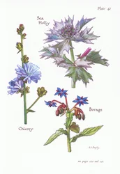 Chicory or Succory, Sea Holly, Borage