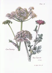 Cow Parsnip, Sea Carrot