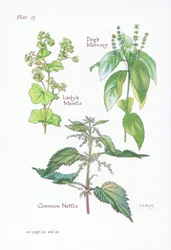 Ladys Mantle, Dogs Mercury, Common Nettle
