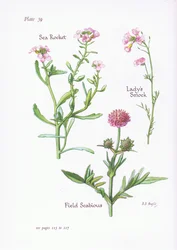 Ladys Smock or Cuckoo Flower, Field Scabious, Sea Rocket