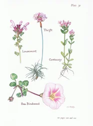 Lousewort, Thrift or Sea Pink, Centaury, Sea Bindweed