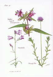 Nettle-Leaved Campanula, Harebell, Sheeps Bit