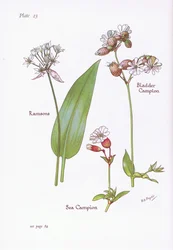 Ramsons, Bladder Campion, Sea Campion