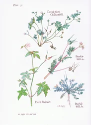 Storks Bill, Doves Foot, Cranesbill, Herb Robert