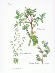Watercress, Shepherds Purse, Scurvy Grass