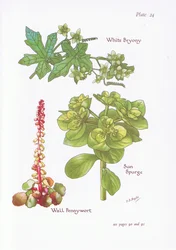 White Bryony, Sun Spurge, Wall Pennywort