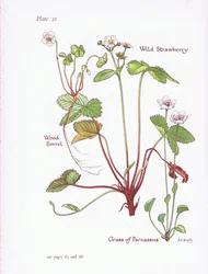 Wood Sorrel, Wild Strawberry, Grass of Parnassus