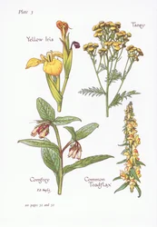 Yellow Iris, Tansy, Comfrey, Common Toadflax