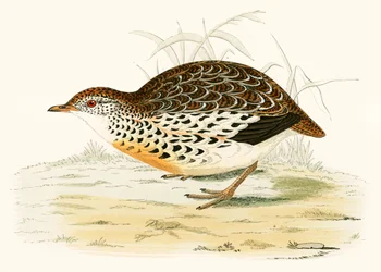 Andalusian Quail