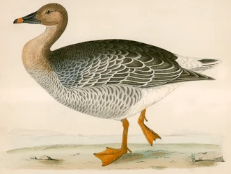 Bean Goose