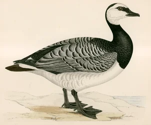 Bernicle Goose
