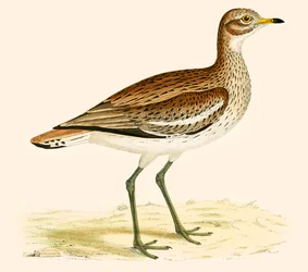 Great Plover