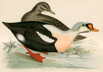 King Duck