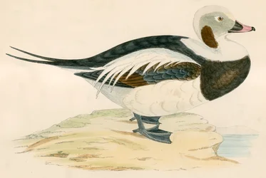 Long Tailed Duck