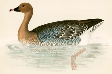 Pink Footed Goose