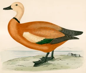 Ruddy Shelduck