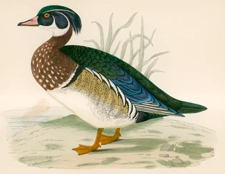 Summer Duck