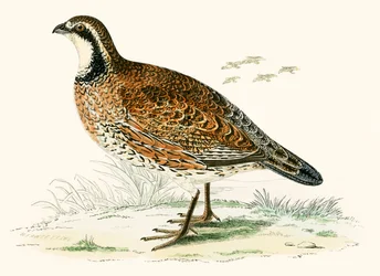 Virginian Partridge