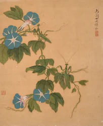 Morning Glory from Album of Flowers
