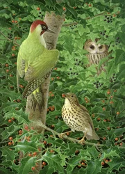 Woodpecker, Owl and Thrush