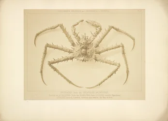 Crab