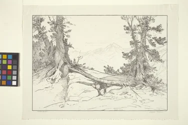 Sierra Pines