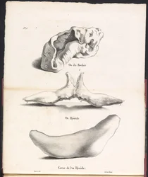 Three Parts of the Whale