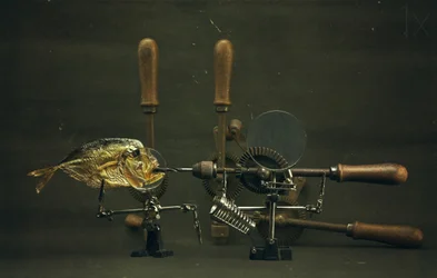 Curious Fish Apparatus