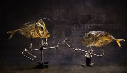 Curious Fish Conversation