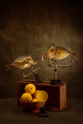 Curious Fish Study