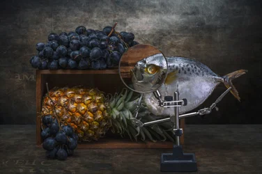 Magnified Fish Still Life