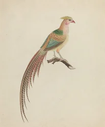 Golden Pheasant (Chrysolophus pictus)